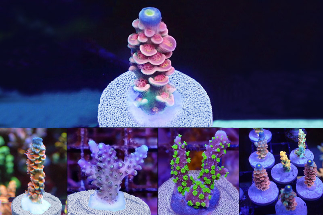 פלאגים לאלמוגים מקספקט 25 יחידות - Plugs for corals Maxspect 25 units