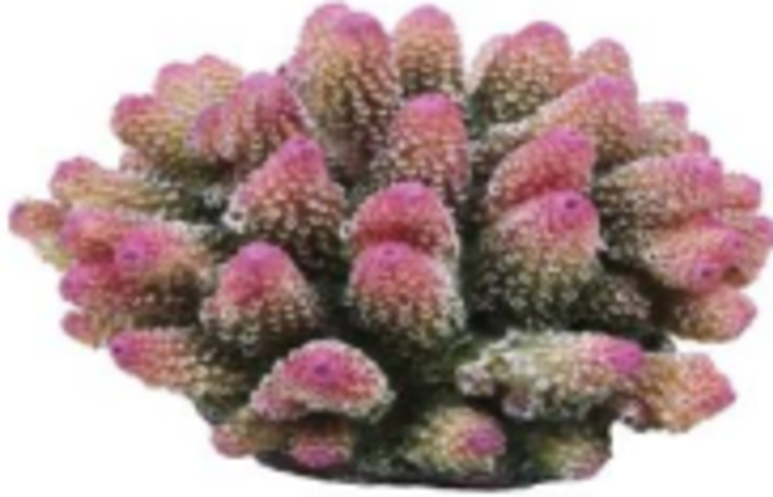 דקורציה אלמוג דגם SH 318 P למים מלוחים ומתוקים - Coral decoration model SH 318 P for salt and fresh water
