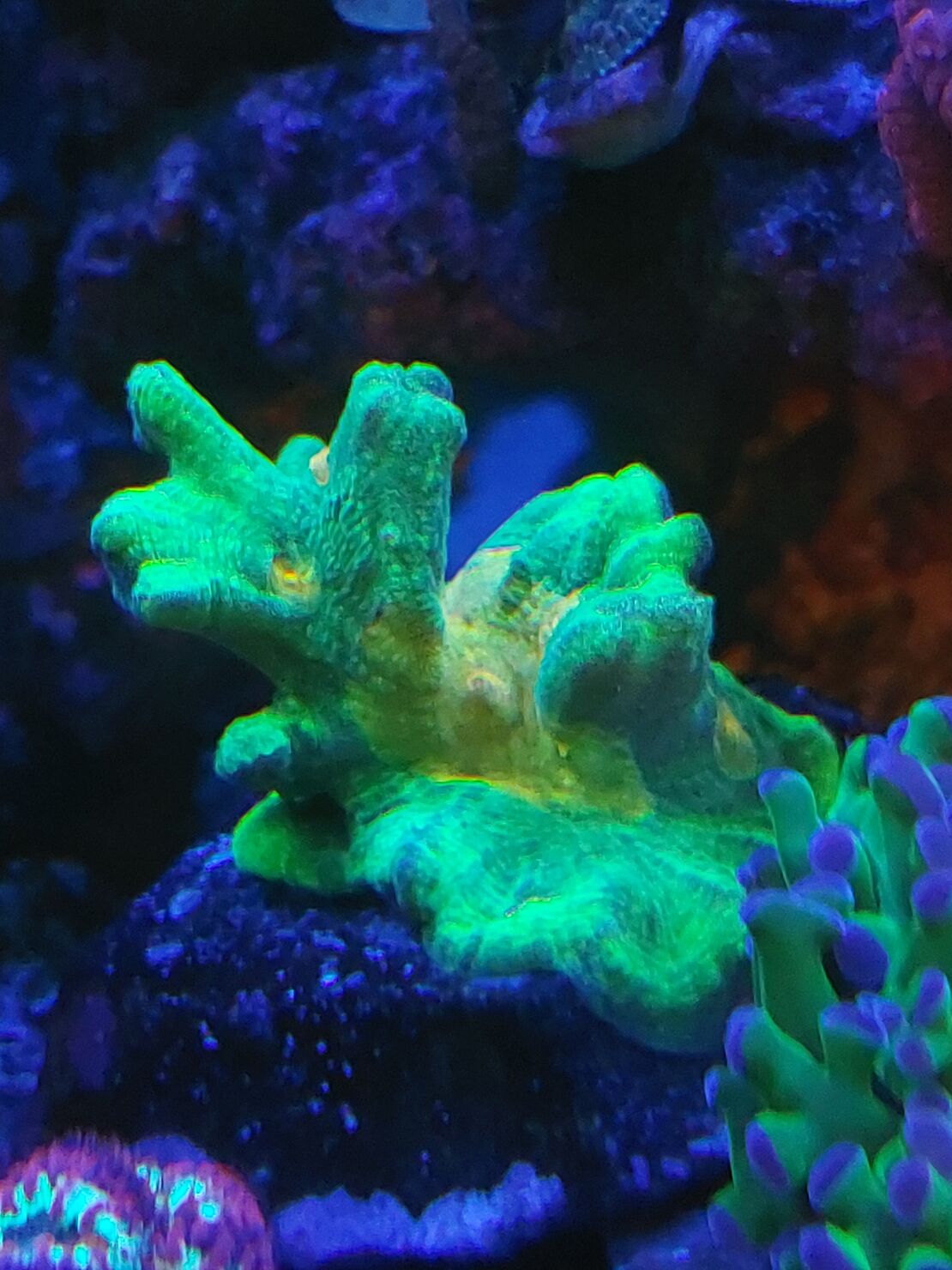אלמוג LPS פיקטיניה ספייס אינביידר - Pectinia Space Invader LPS Coral