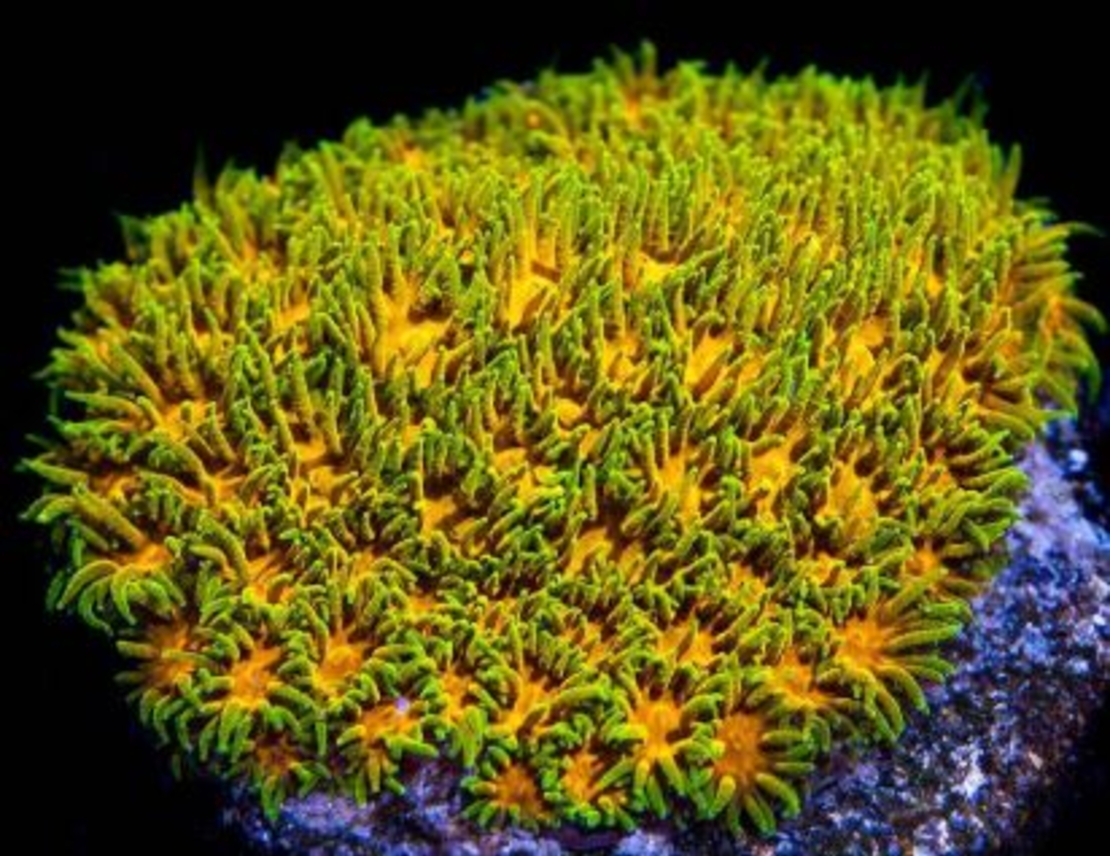 אלמוג LPS לפסטריאה ירוק צהוב - Leptastrea LPS Coral Green & Yellow