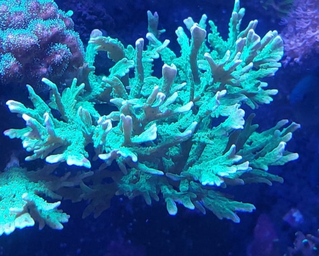 אלמוג SPS מונטיפורה בראנצינג ירוקה - Branching Montipora Green SPS coral
