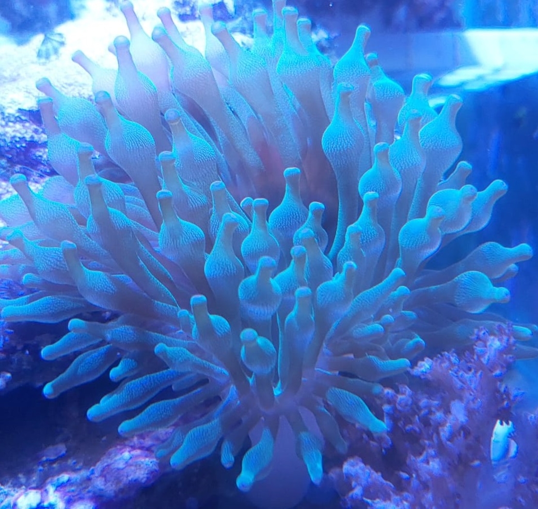 שושנת באבל ירוקה - Bubble Anemone Green