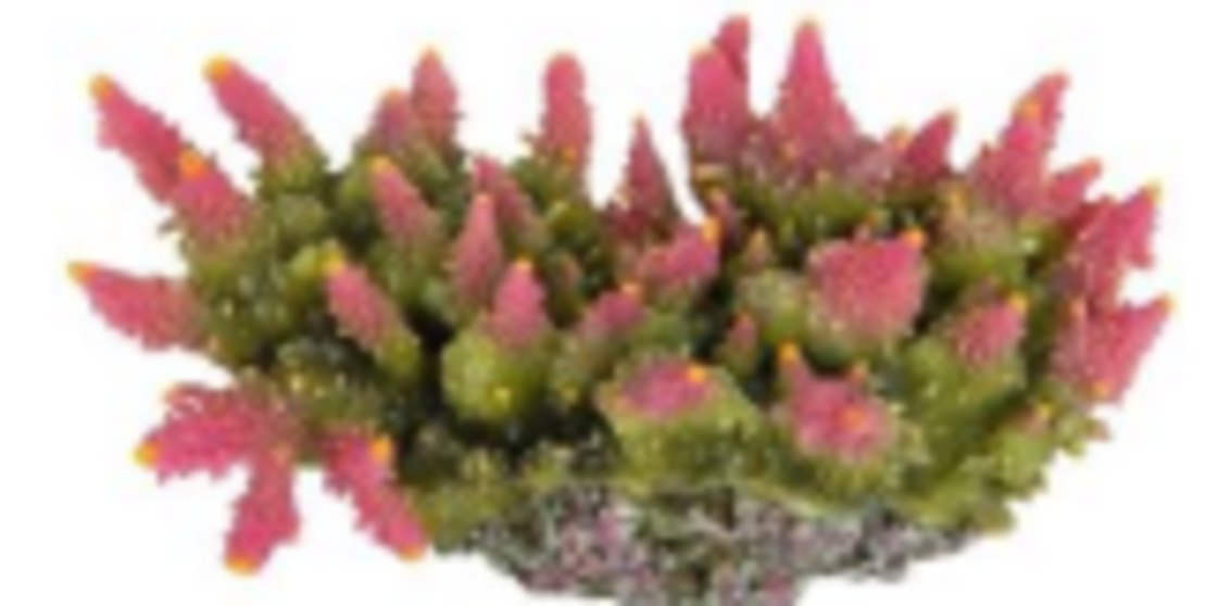 דקורציה אלמוג דגם SH 143 למים מלוחים ומתוקים - Coral decoration model SH 143 for salt and fresh water
