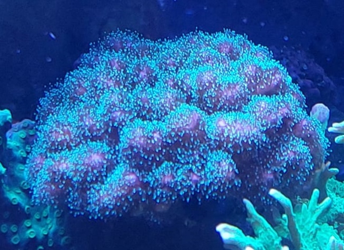 אלמוג SPS פוסילופורה ירוקה - Pocillopora Green SPS coral