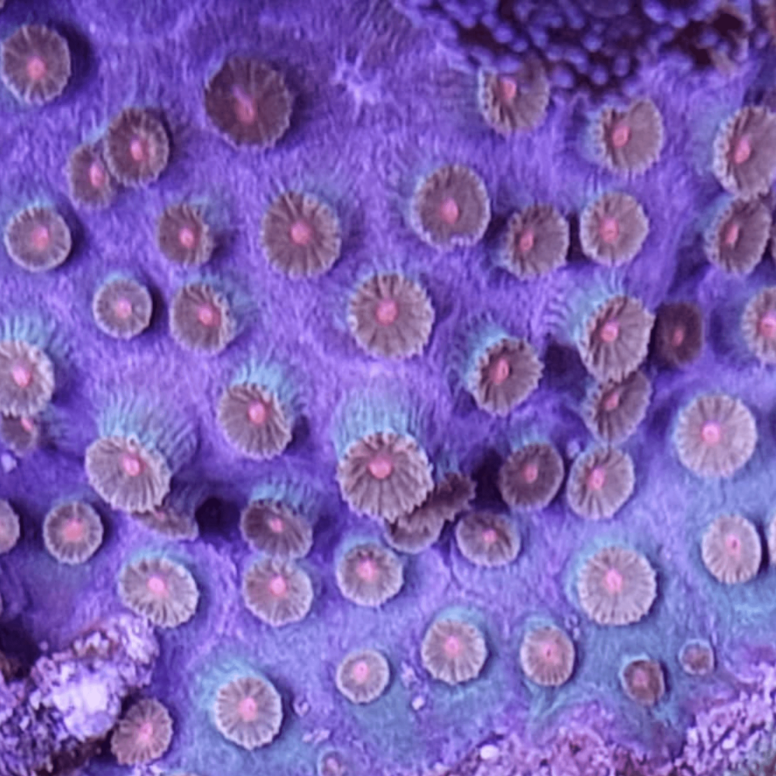 אלמוג LPS ציפסטריאה גשם מטאוריטים - Cyphastrea Meteor Shower LPS Coral