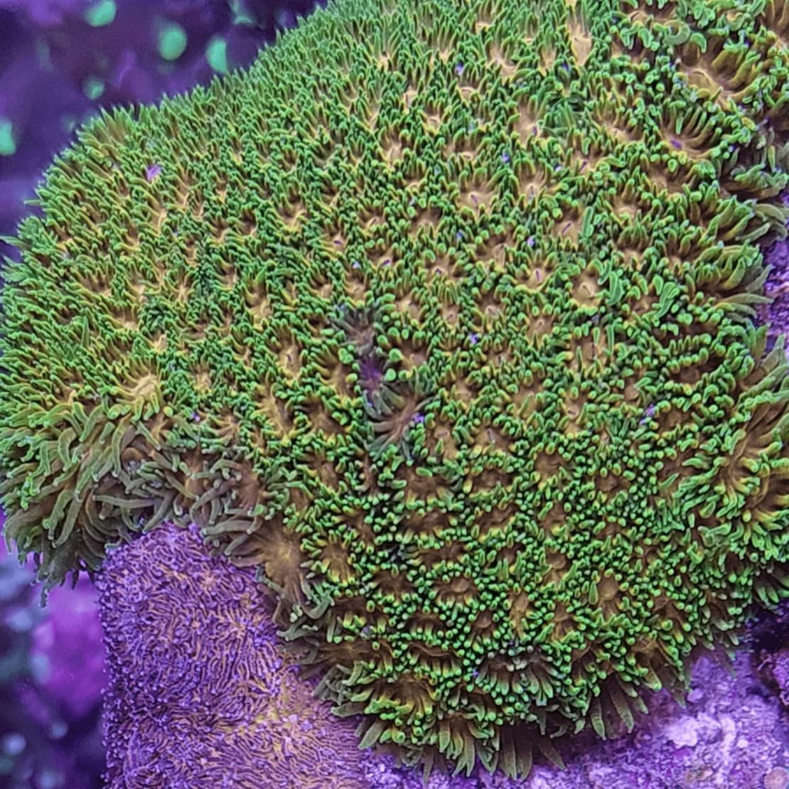 אלמוג LPS לפסטריאה ירוק צהוב - Leptastrea LPS Coral Green & Yellow