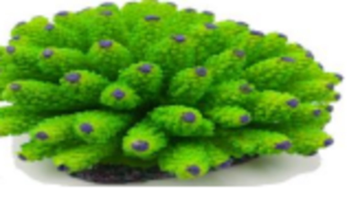 דקורציה אלמוג דגם SH 324 G למים מלוחים ומתוקים - Coral decoration model SH 324 G for salt and fresh water