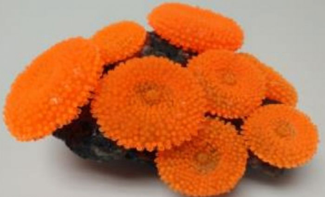 דקורציה אלמוג דגם SH 314 R למים מלוחים ומתוקים - Coral decoration model SH 314 R for salt and fresh water
