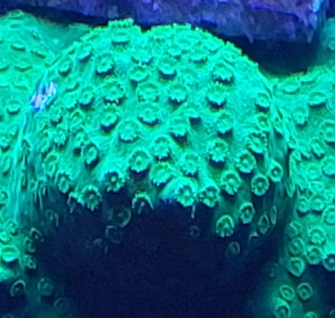 אלמוג LPS ציפסטריאה ירוק פראי - Cyphastrea Wild Green LPS Coral