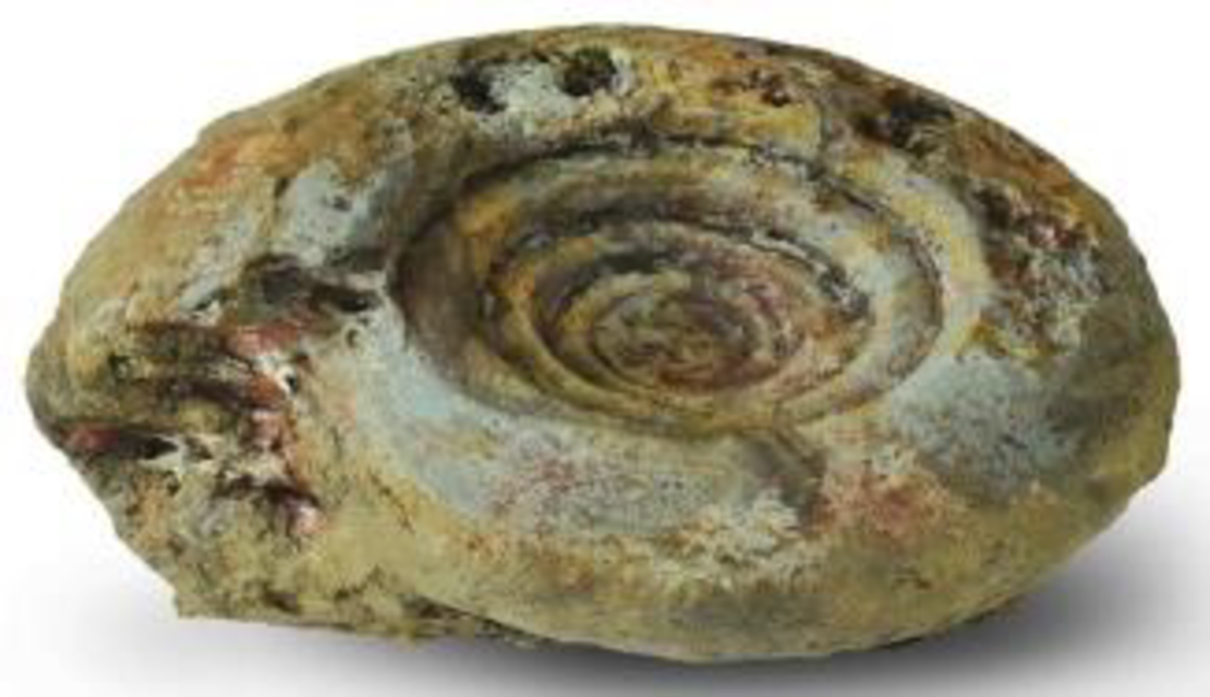 סלע דקורציה סטייל אמונייט דגם 4 אקווריסטיק - 4 Decorative Rock Ammonite module