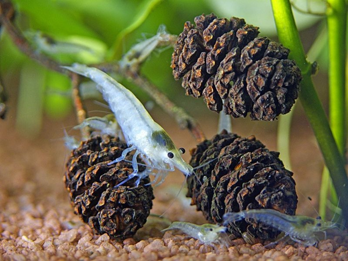 בלאק קונס דנרלי ל1200 ליטר - DENNERLE Black cones for 1200 liters