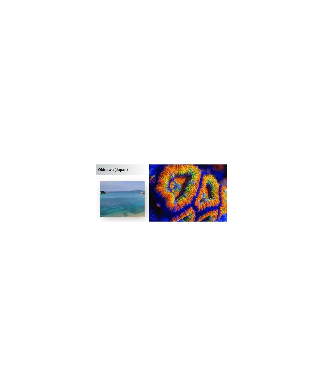 תאורת לד מקספקט דגם E8-230 איתריאל אינפינט - Maxsepct Ethereal-Infinite E8-230 Led Light