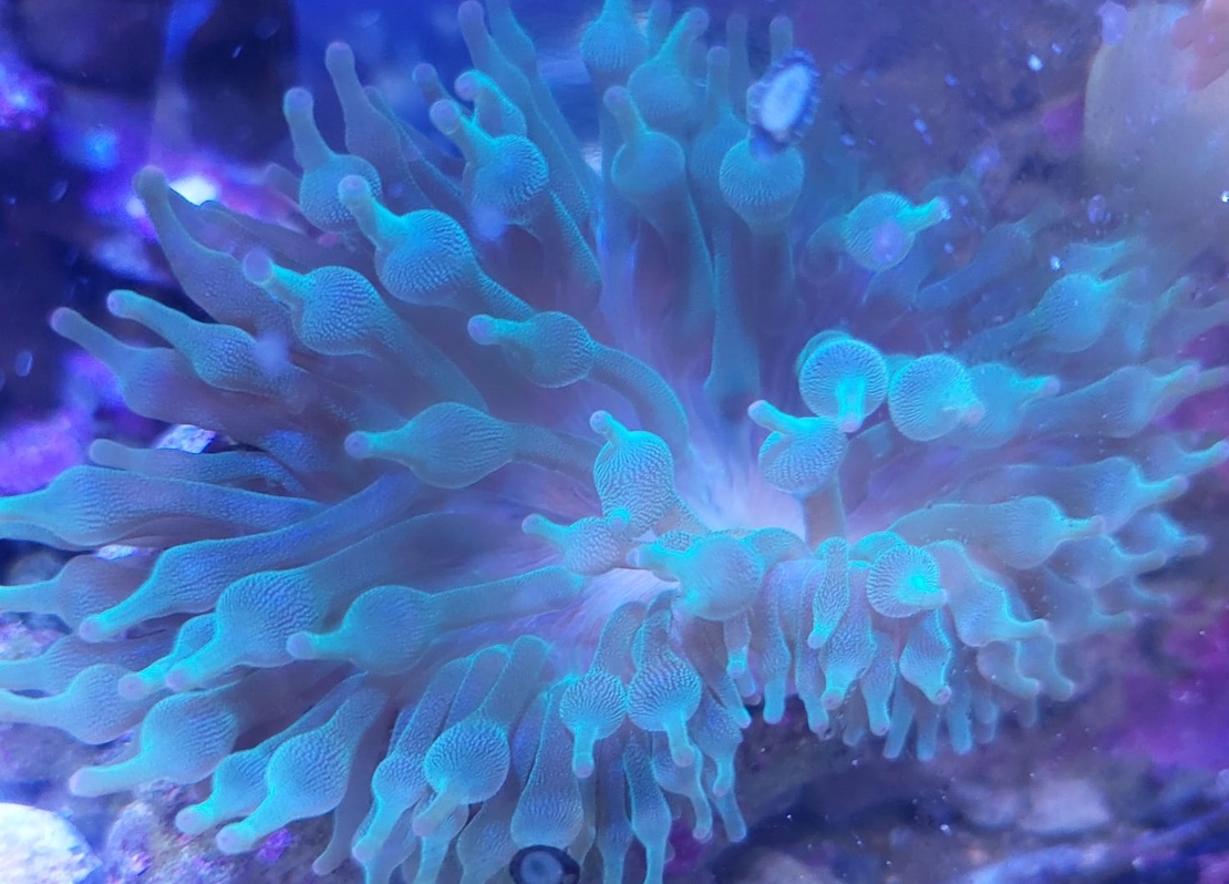 שושנת באבל ירוקה - Bubble Anemone Green