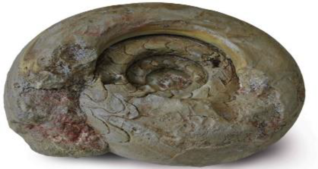 סלע דקורציה סטייל אמונייט דגם 7 אקווריסטיק - 7 Decorative Rock Ammonite module