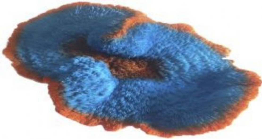 דקורציה אלמוג דגם SH 133 למים מלוחים ומתוקים - Coral decoration model SH 133 for salt and fresh water