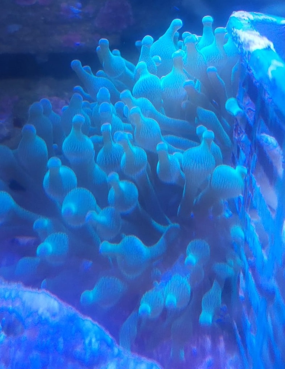 שושנת באבל ירוקה - Bubble Anemone Green