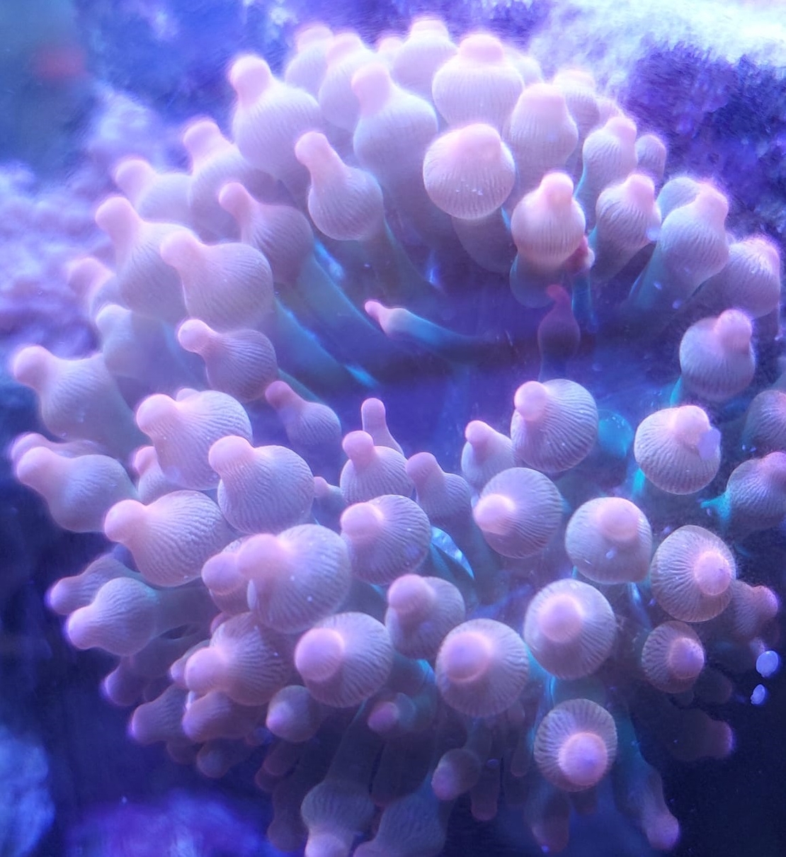 שושנת באבל רוז אדומה - Bubble Rose Anemone