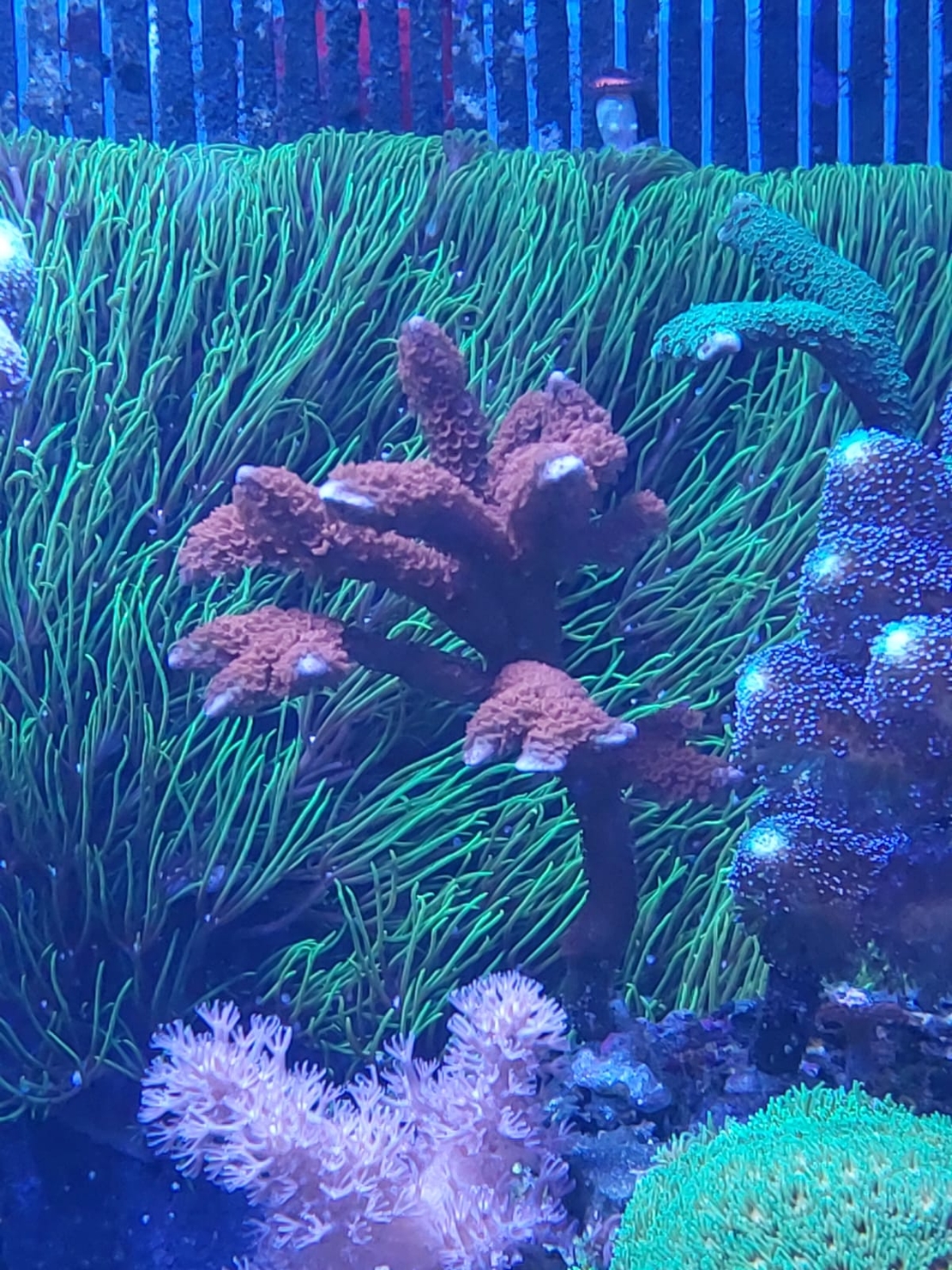 אלמוג SPS דיגיטטה אדומה - Montipora Digitata Red SPS coral