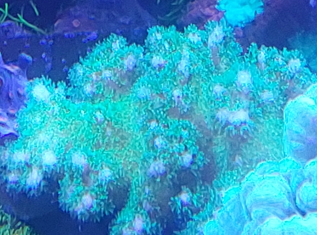 אלמוג SPS פוסילופורה ירוק זרחני - Pocillopora Neon Green SPS coral