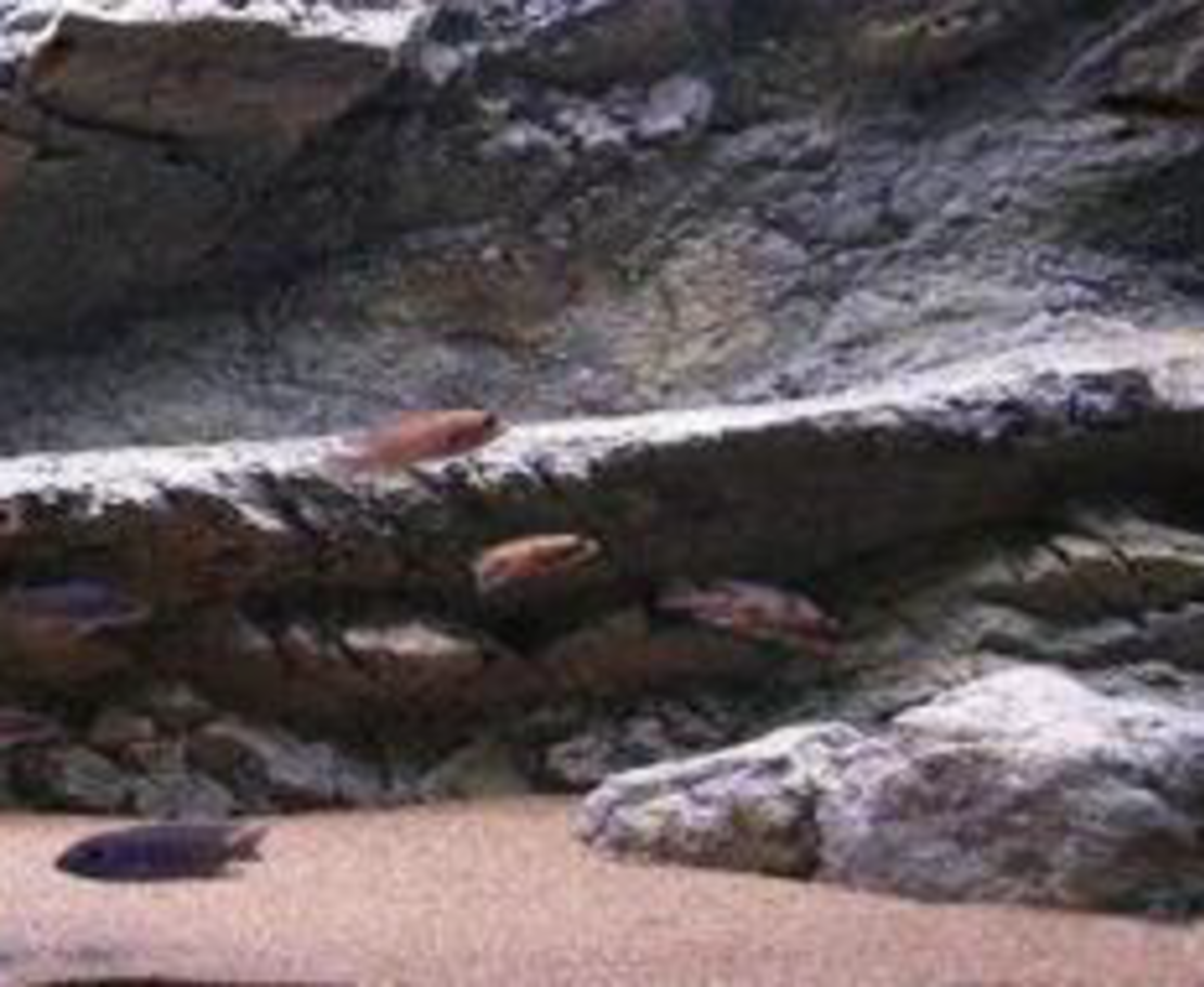 רקע תלת מימד סלעי דגם פפואה 98X48 אקווריסטיק Aquarium Rocky 3D background Model Papua