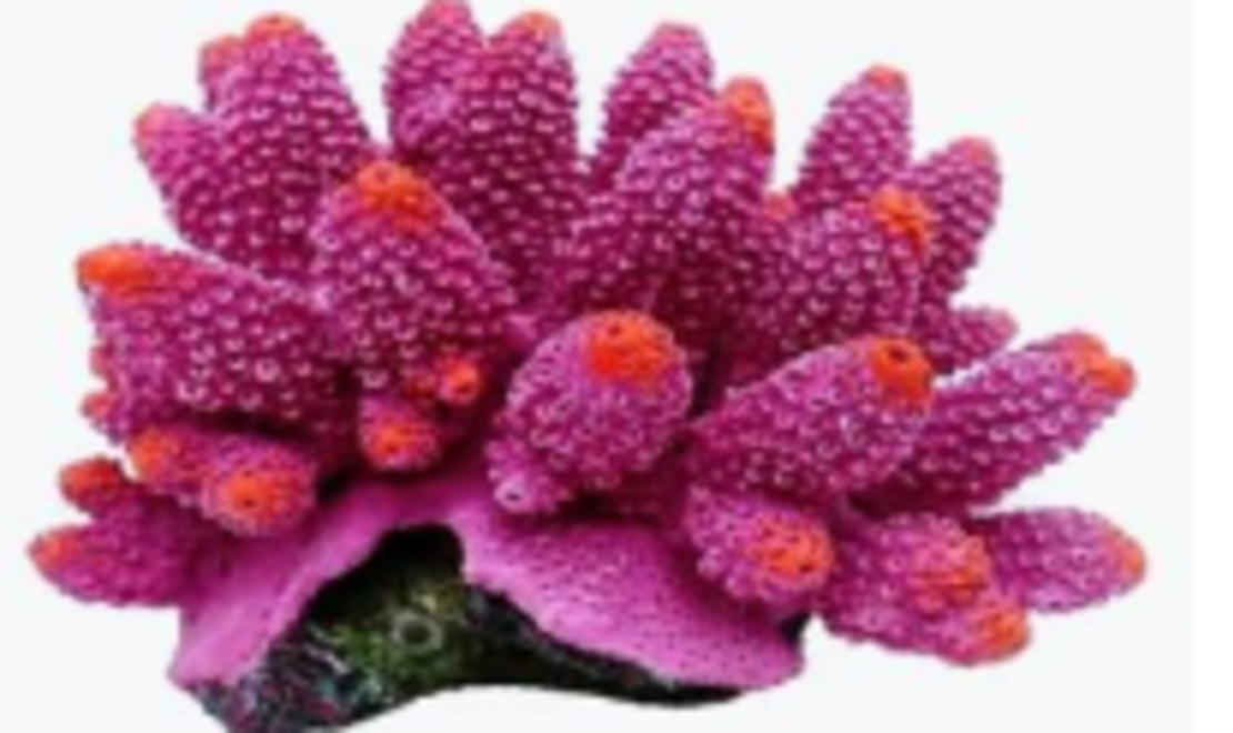 דקורציה אלמוג דגם SH 343 P למים מלוחים ומתוקים - Coral decoration model SH 343 P for salt and fresh water