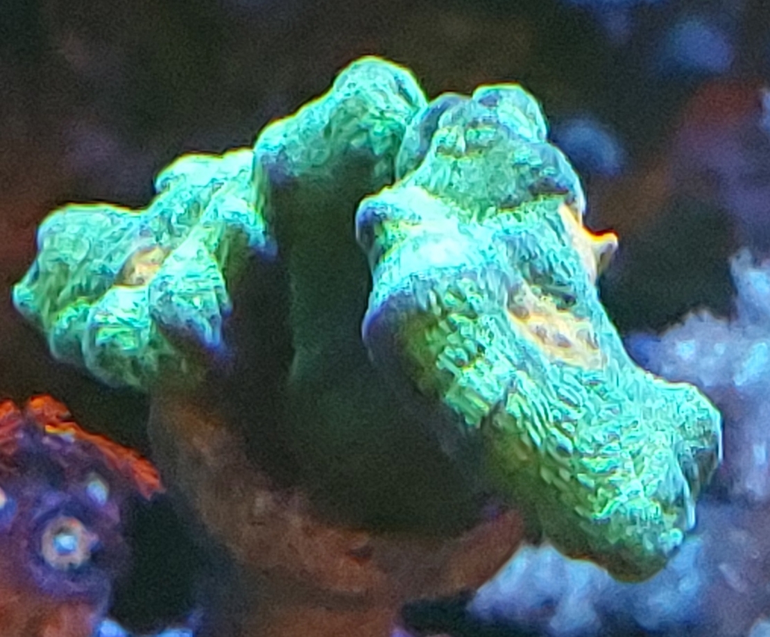 אלמוג LPS פיקטיניה ספייס אינביידר - Pectinia Space Invader LPS Coral