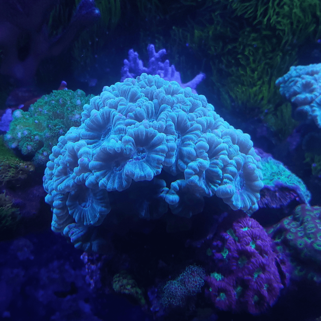 אלמוג LPS קנדי ירוק בהיר- Candy Cane Green LPS Coral (Caulastrea)