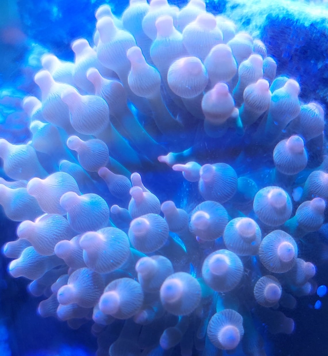 שושנת באבל רוז אדומה - Bubble Rose Anemone