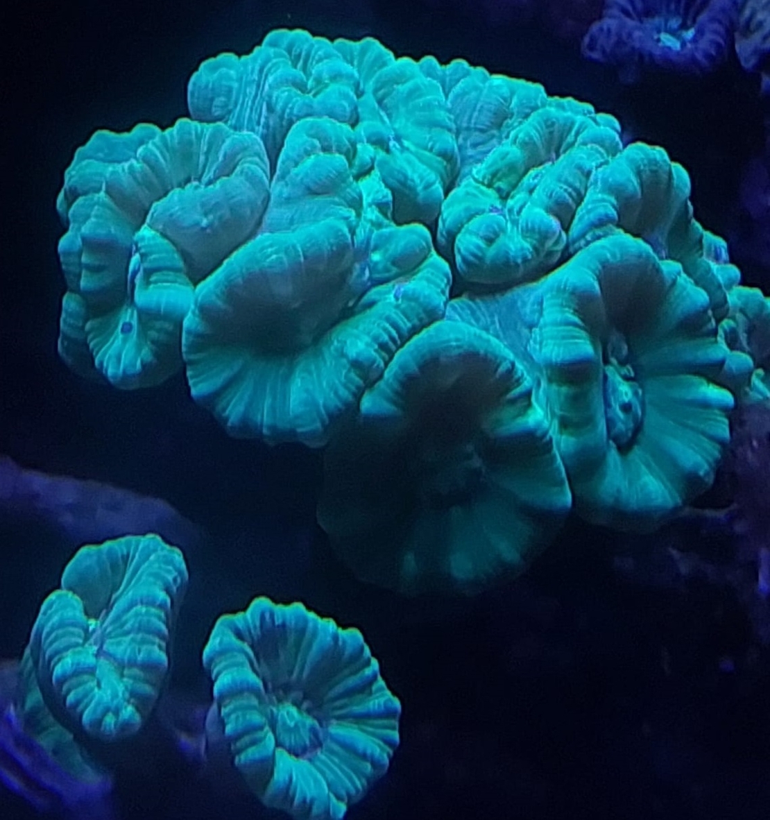 אלמוג LPS קנדי ירוק זרחני - Candy Cane Neon Green LPS Coral (Caulastrea)