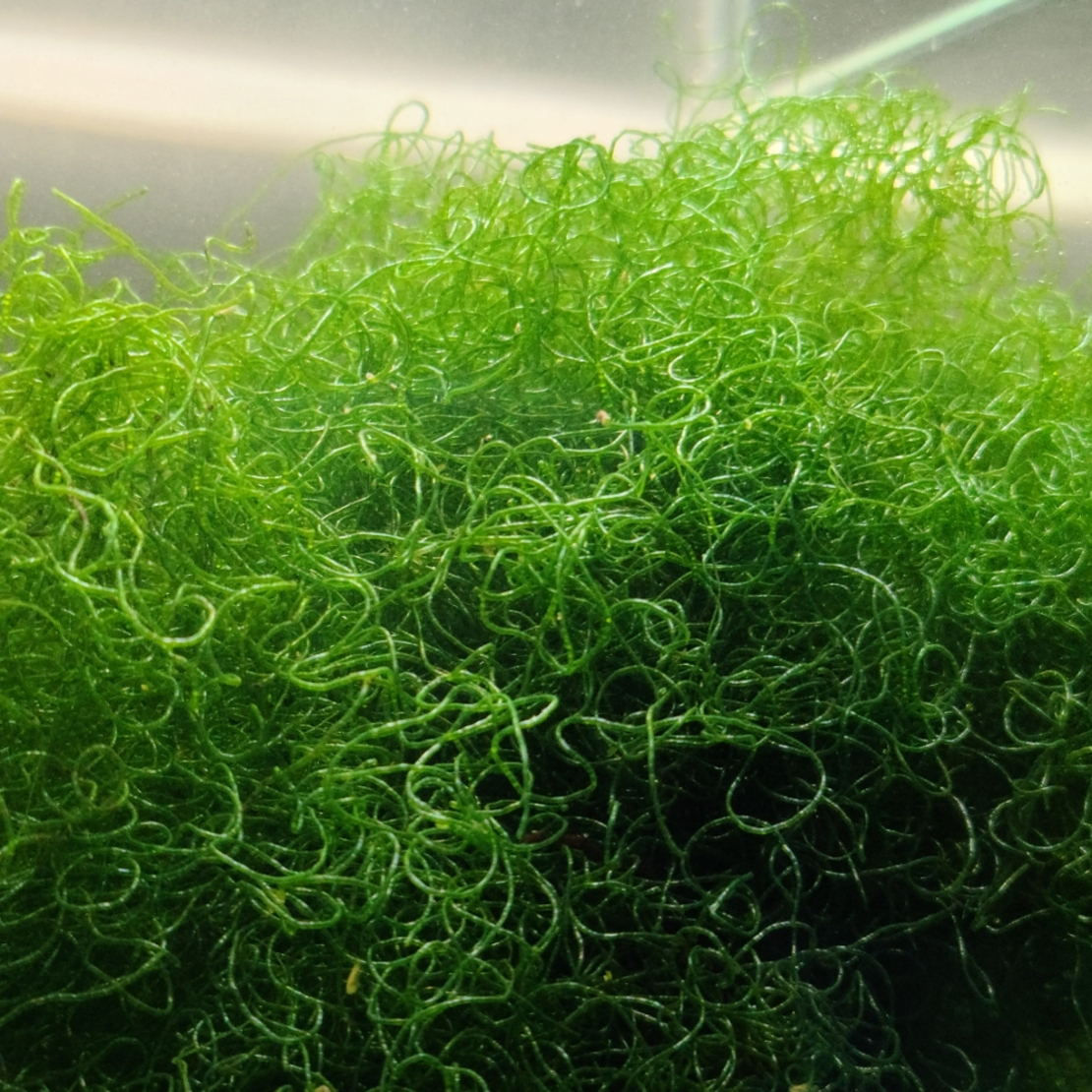 אצת מאקרו צ'יטו (ספגטי) עבור רפיוג'ם - Chaetomorpha linum Macro Algea for Reef Refuigem