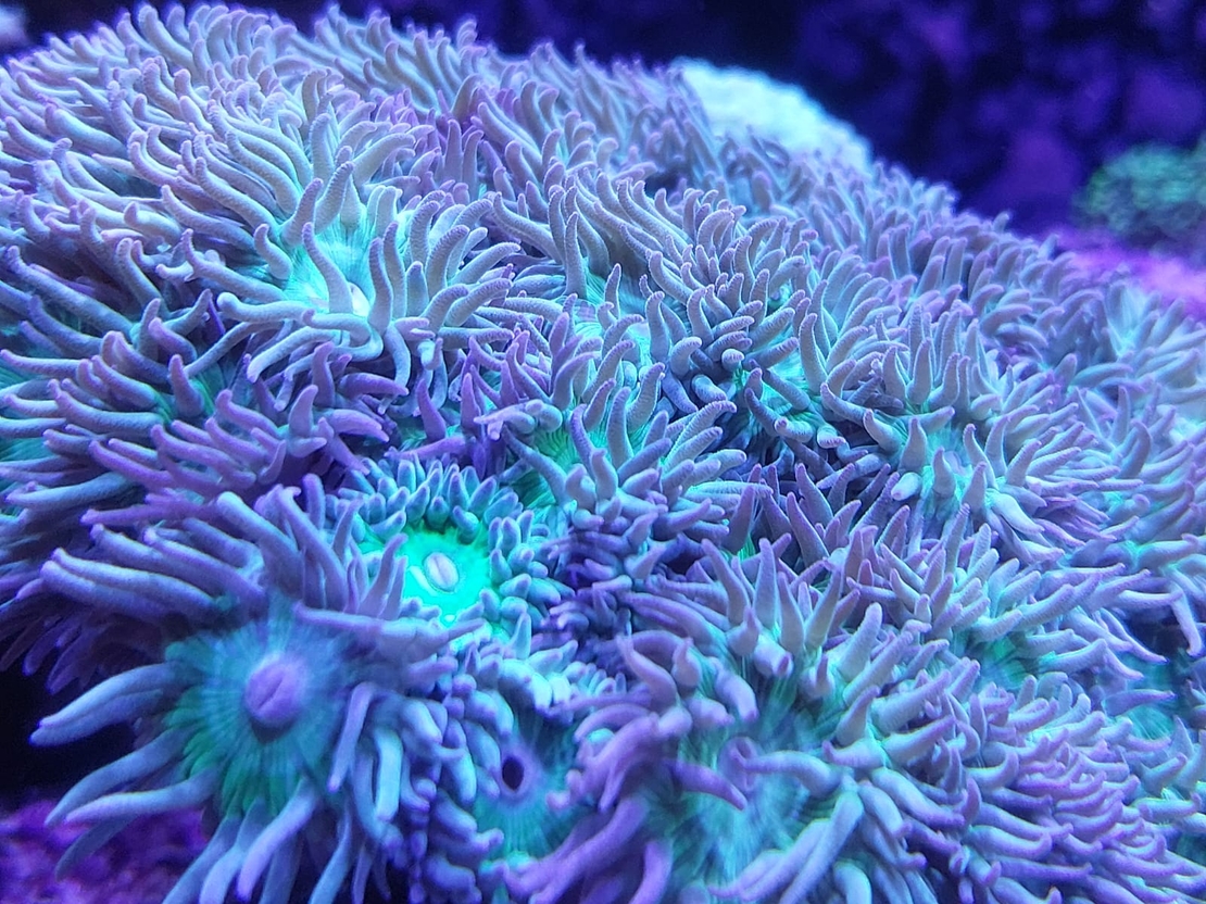 אלמוג LPS דאנקן - Dancen LPS Coral (Duncanopsammia axifuga)