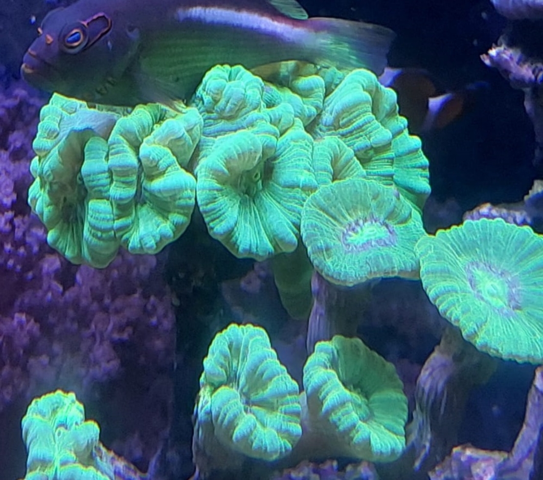 אלמוג LPS קנדי ירוק זרחני - Candy Cane Neon Green LPS Coral (Caulastrea)