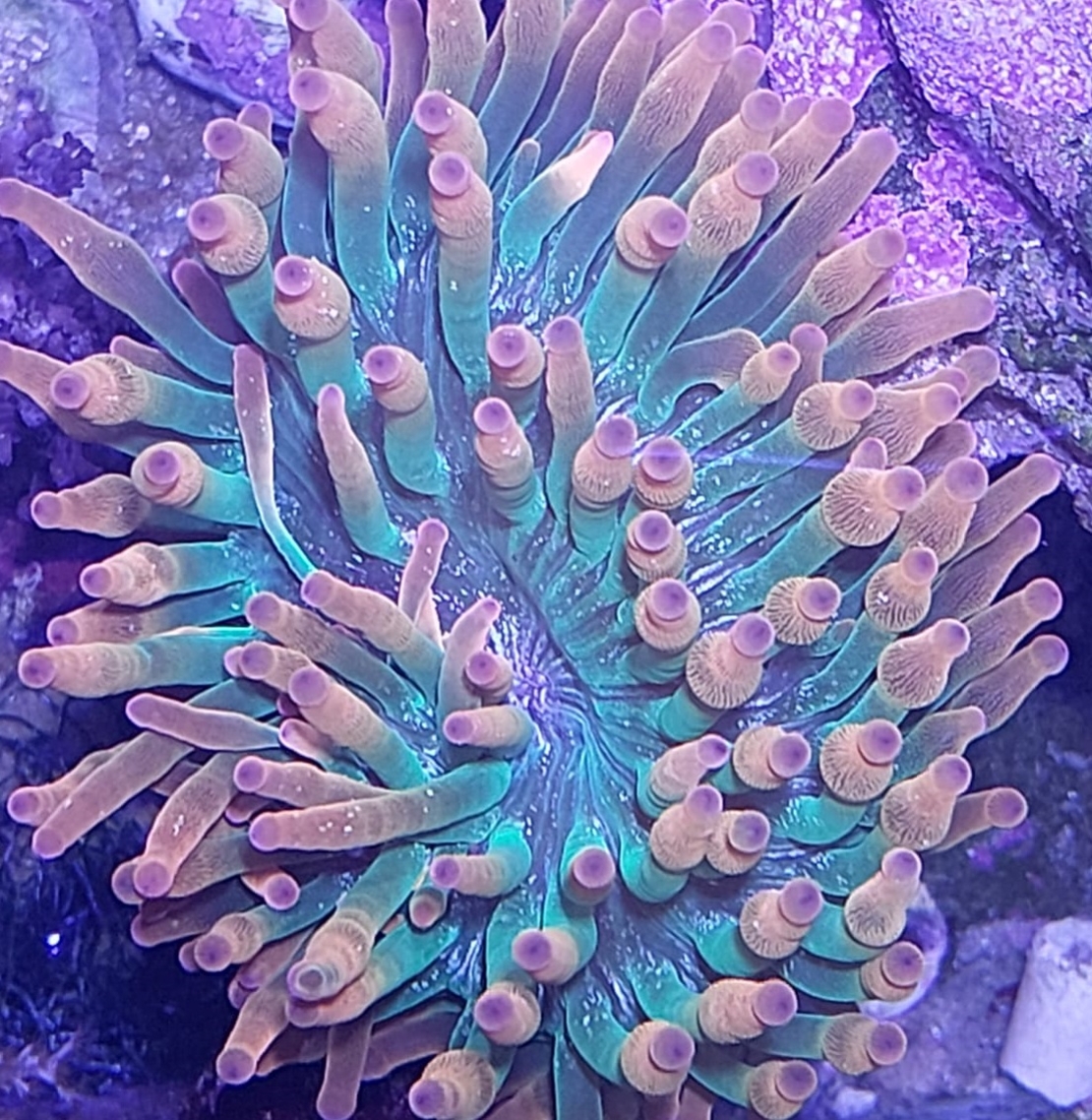 שושנת באבל רוז אדומה - Bubble Rose Anemone