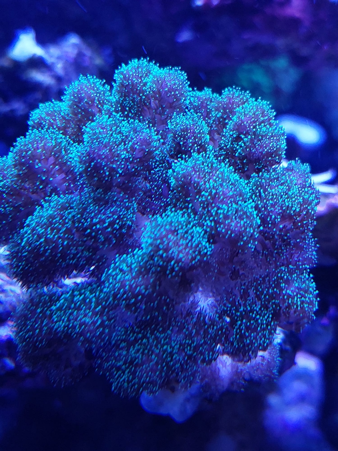 אלמוג SPS פוסילופורה ירוקה - Pocillopora Green SPS coral