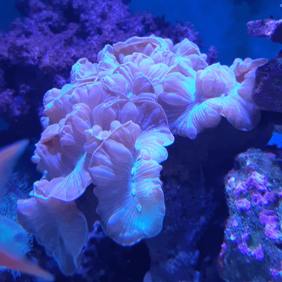 אלמוג LPS פוקס קורל - Fox Coral LPS Coral (Nemenzophyllia turbida)