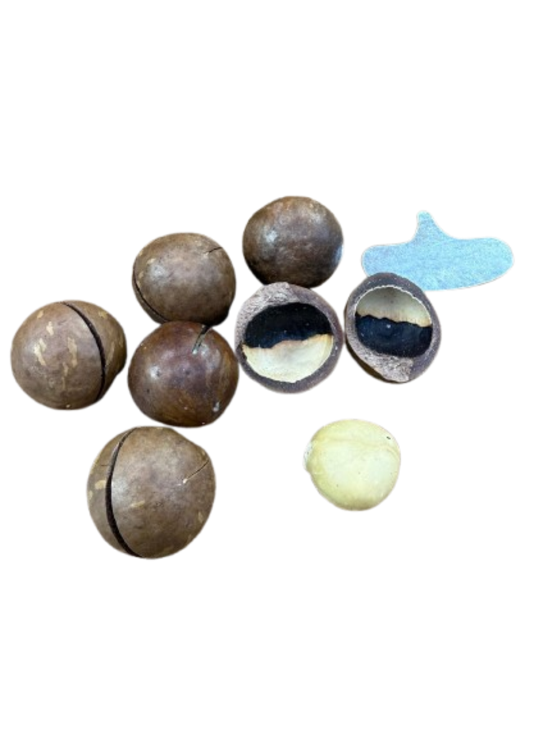 אגוזי מקדמיה