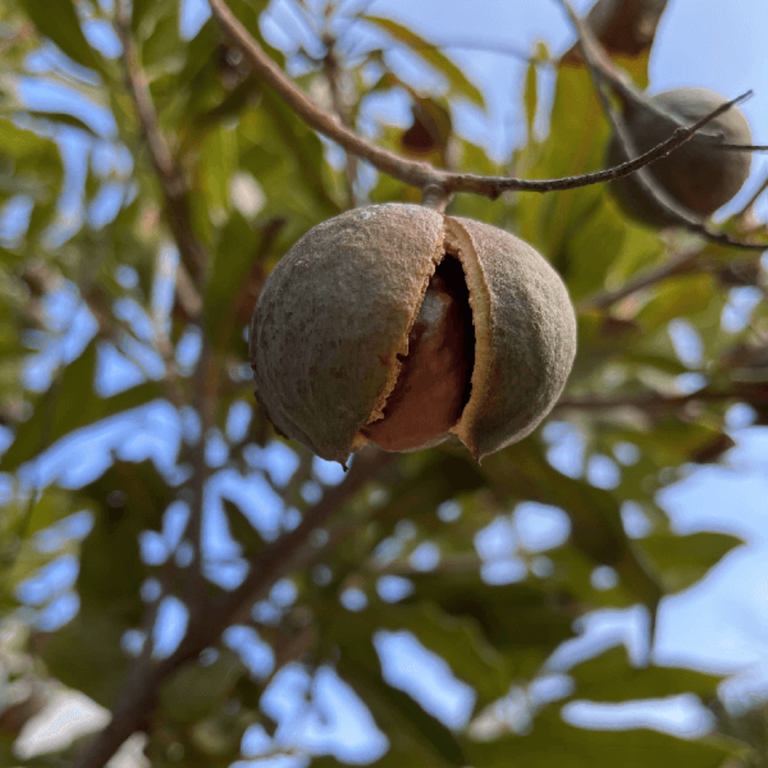 אגוזי מקדמיה