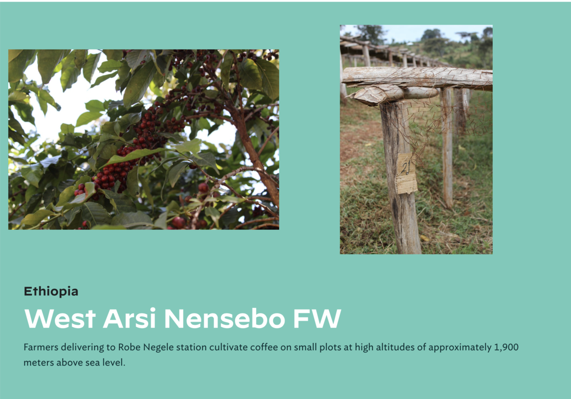 Ethiopia West Arsi Nensebo FW
