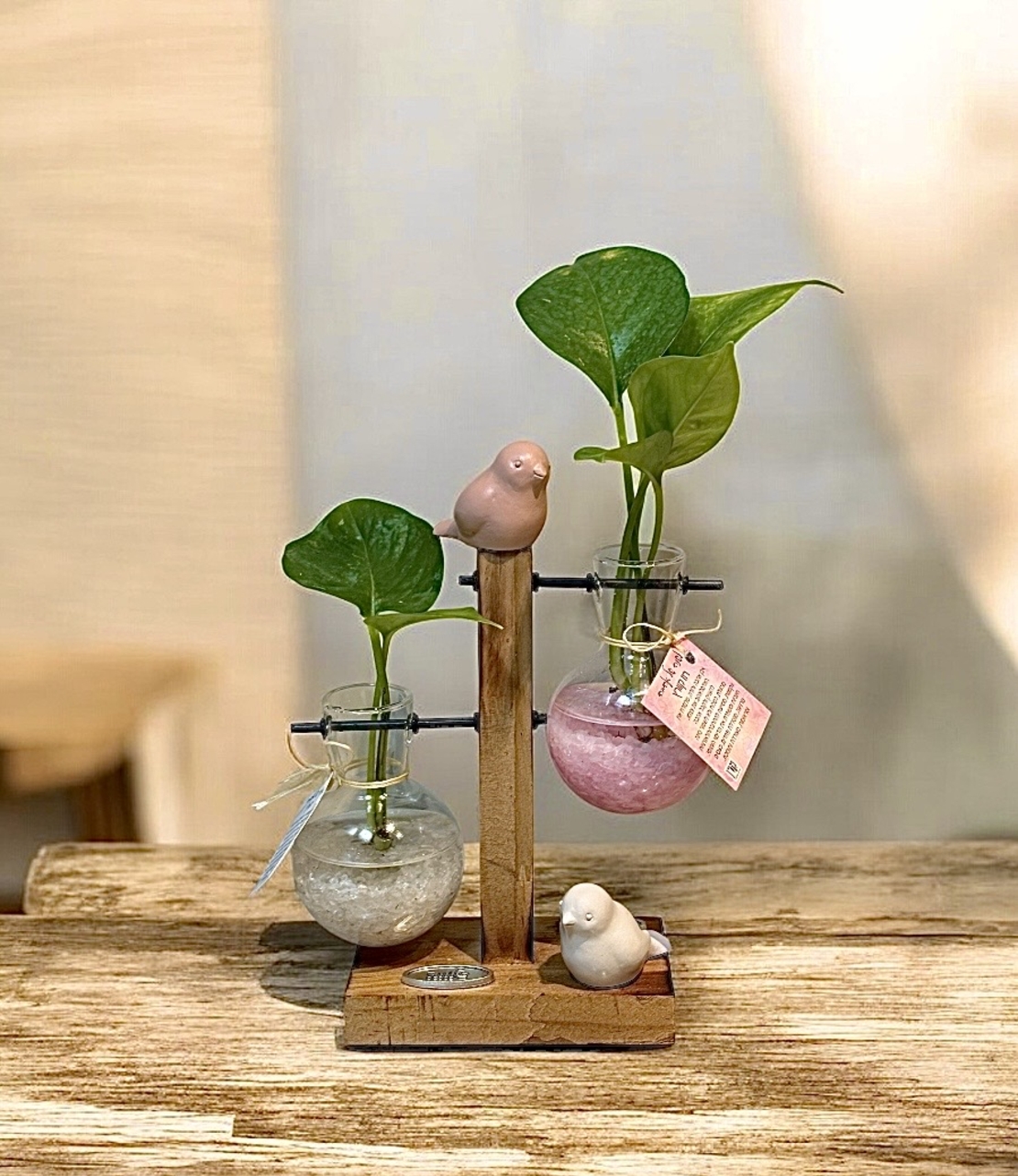 צומחים יחד – מעמד זוג מבחנות עם קריסטלים וצמח חי