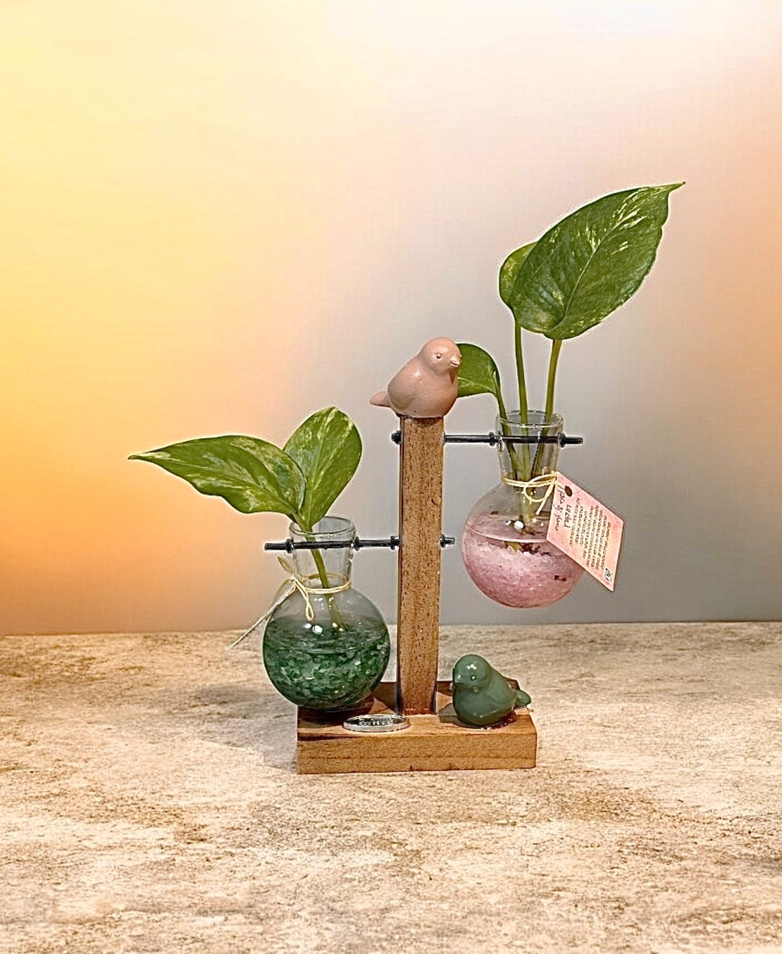 צומחים יחד – מעמד זוג מבחנות עם קריסטלים וצמח חי