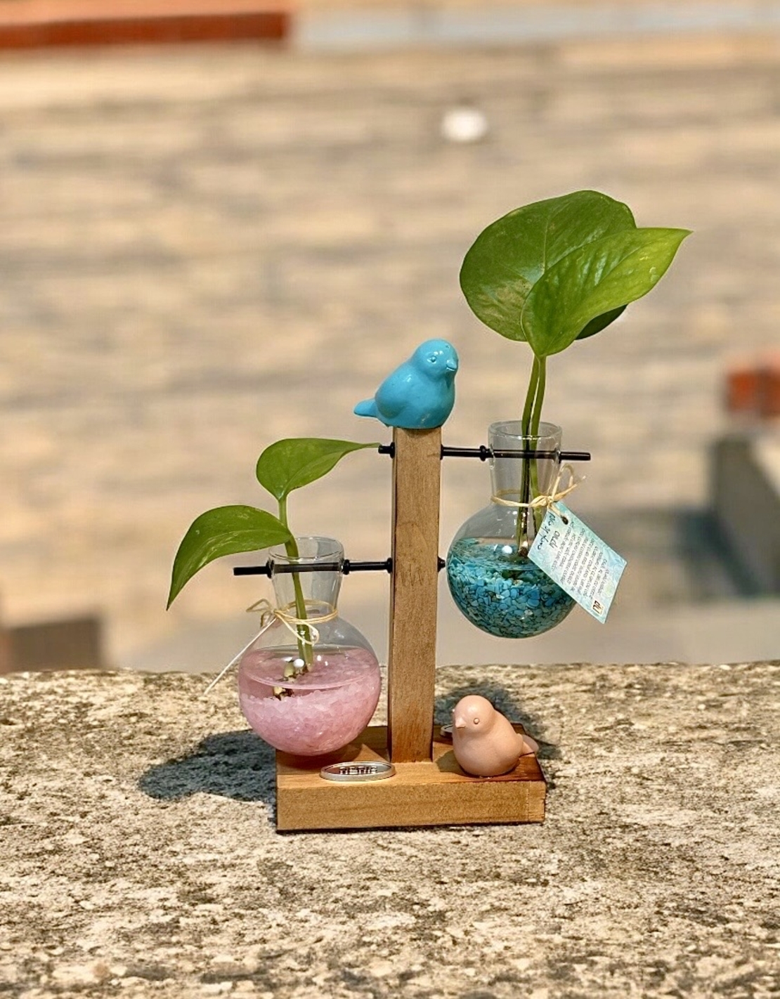 צומחים יחד – מעמד זוג מבחנות עם קריסטלים וצמח חי