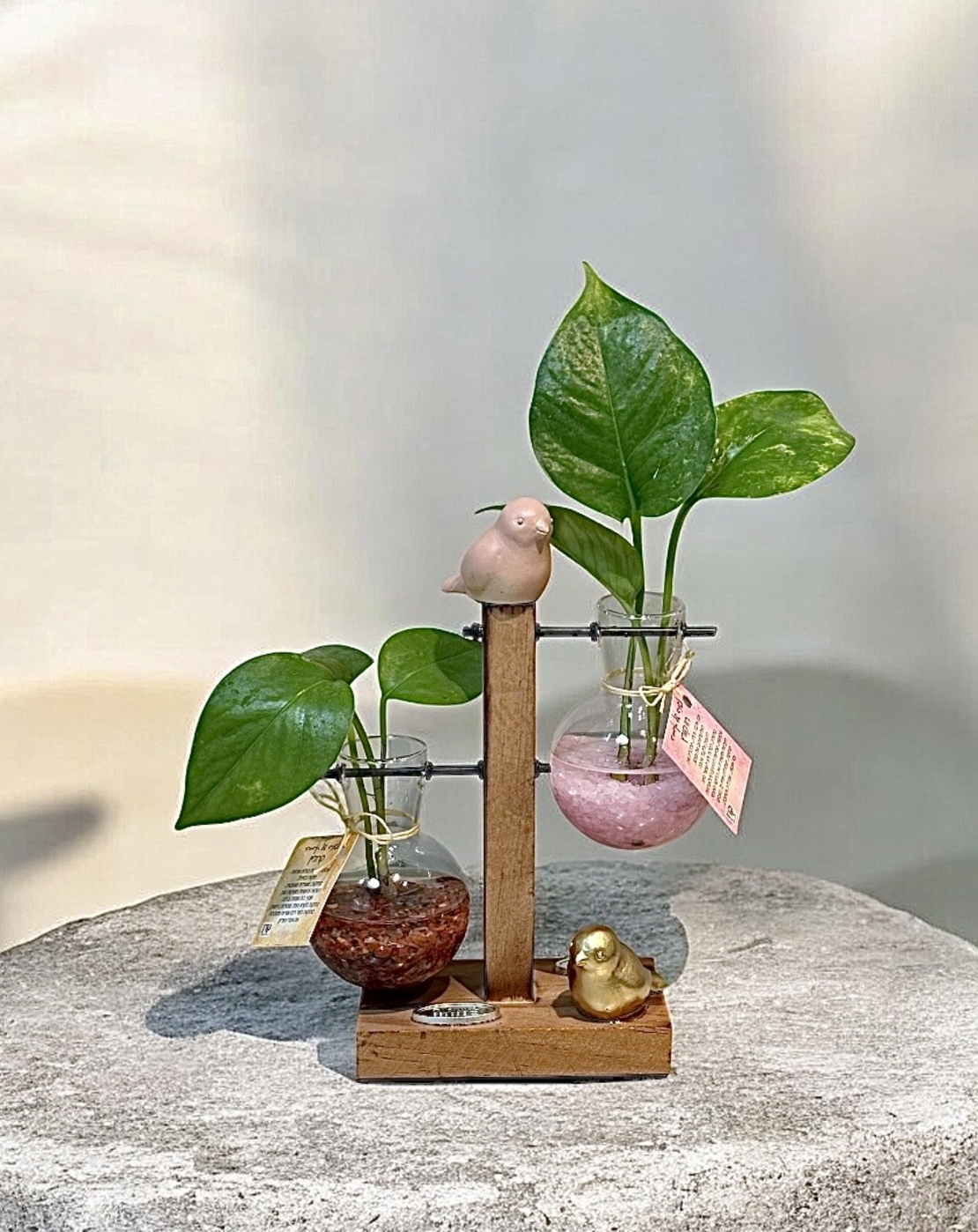 צומחים יחד – מעמד זוג מבחנות עם קריסטלים וצמח חי