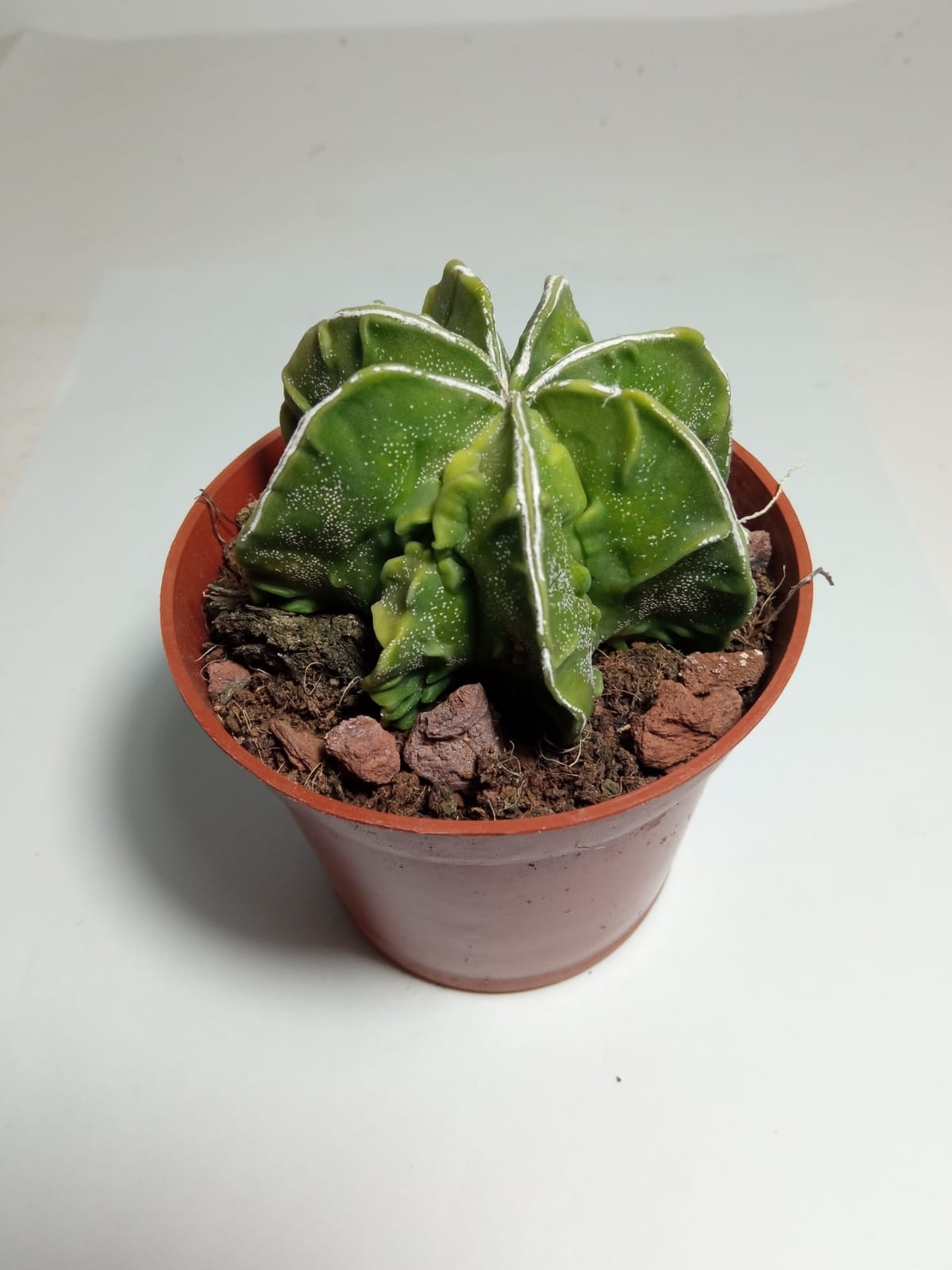 אסטרופיטום Astrophytum myriostigma fukuryu פס לבן