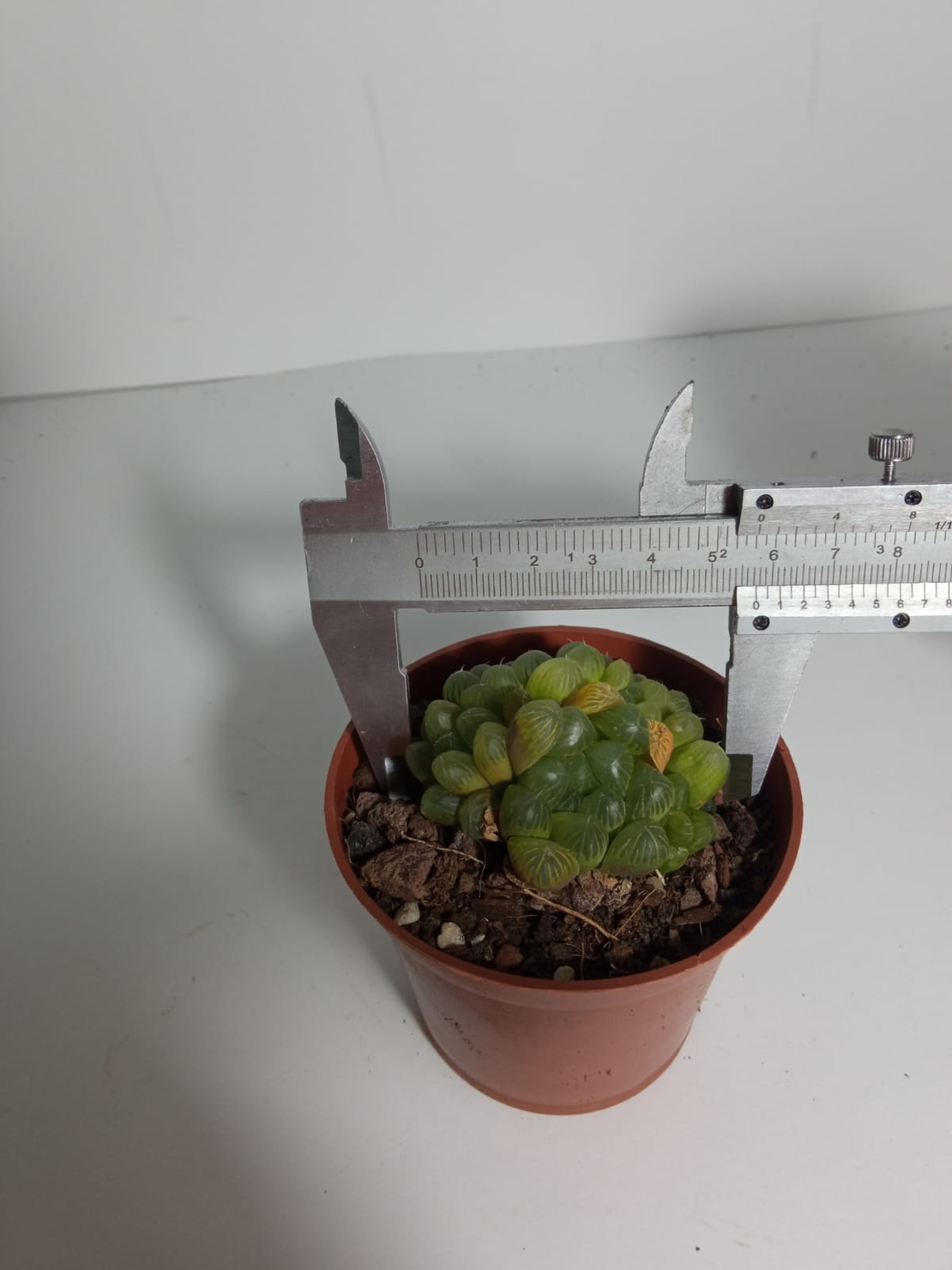 הוורטיה קופרי Haworthia cooperi