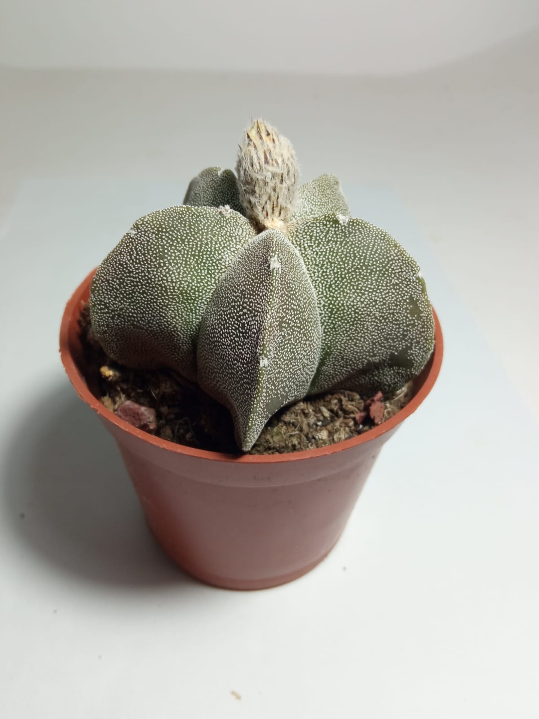 אסטרופיטום Astrophytum myriostigm onzuka