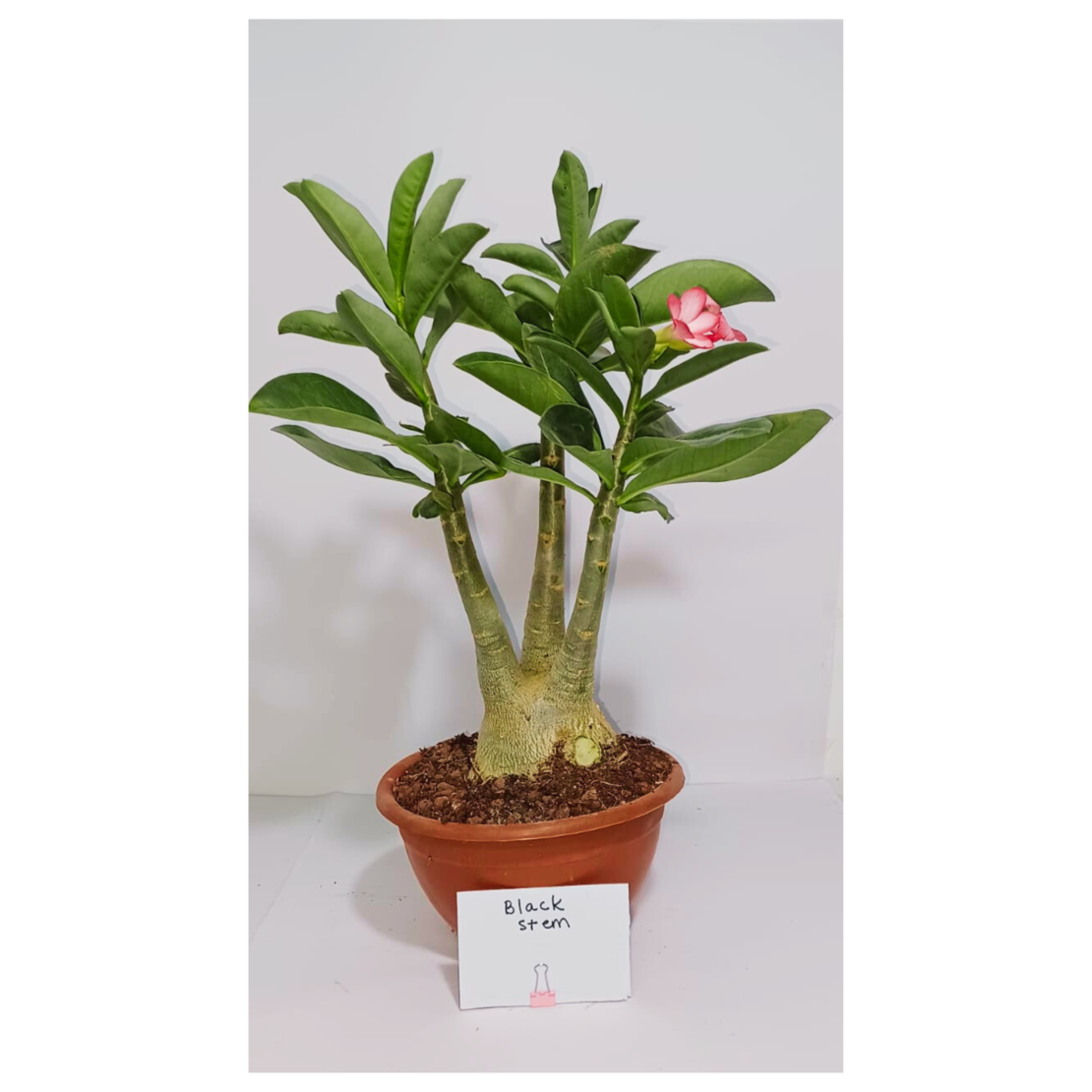 אדניום BLACK STEM