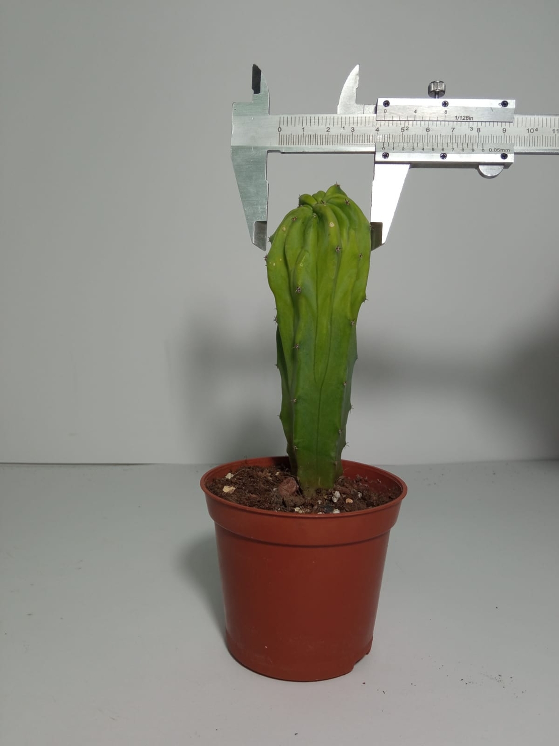 מרטילו קקטוס קיסטטה Myrtillocactus Cristata