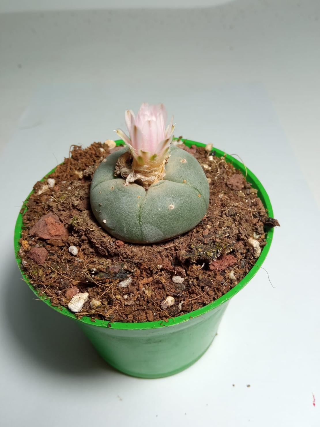 Lophophora Williamsii