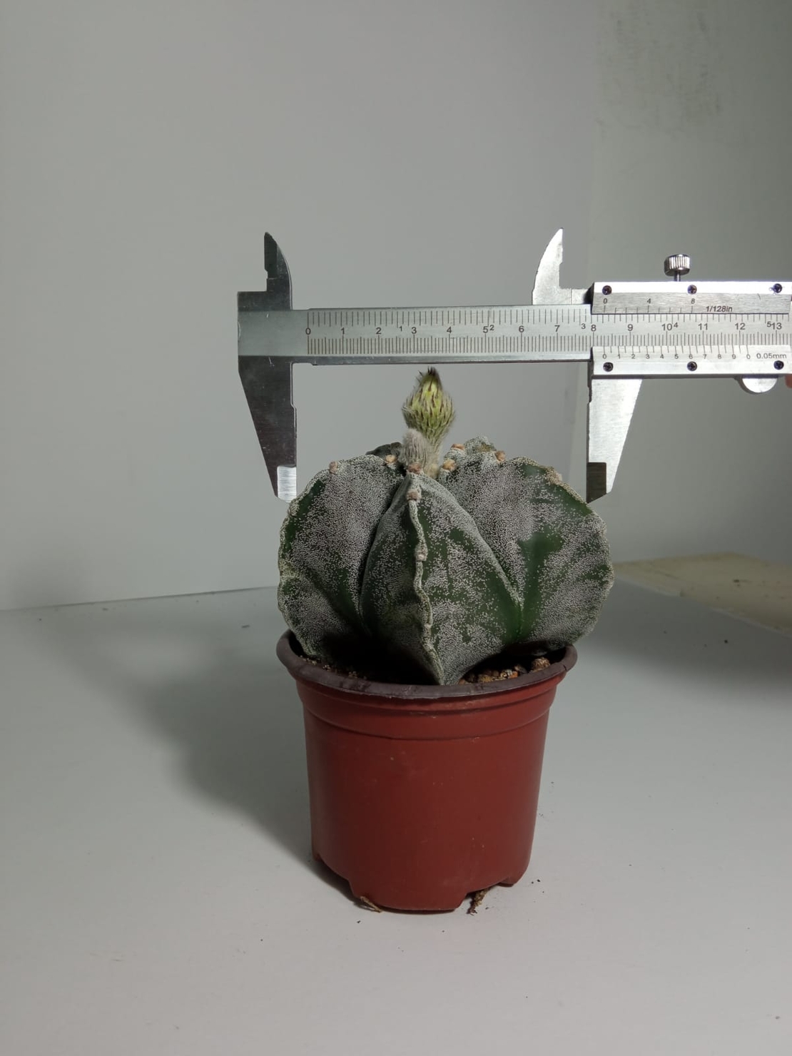 Astrophytum myriostigma cv. ONZUKA