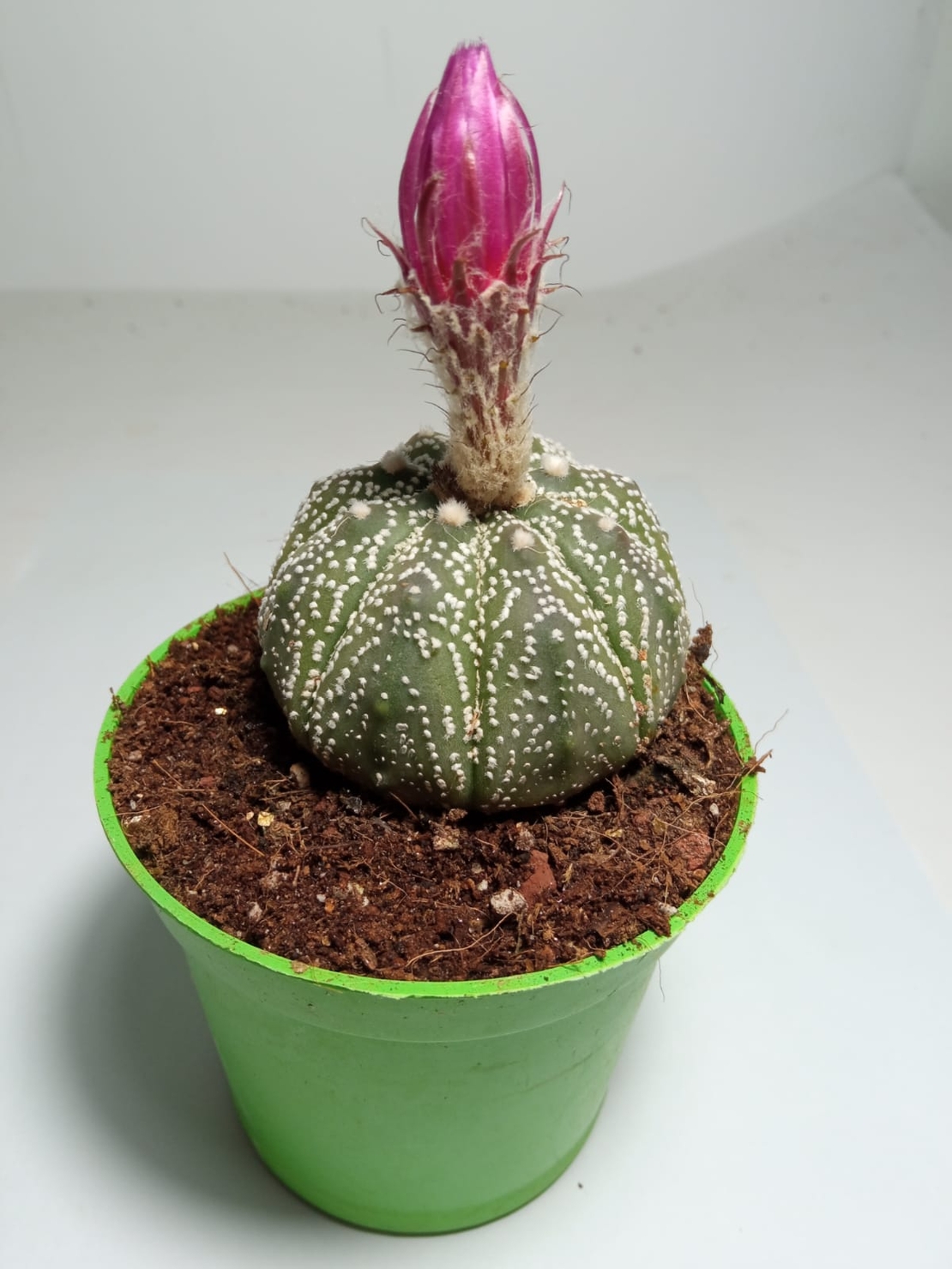 אסטרופיטום אסטריאס Astrophytum asterias super kabuto special pink flower פריחה ורודה